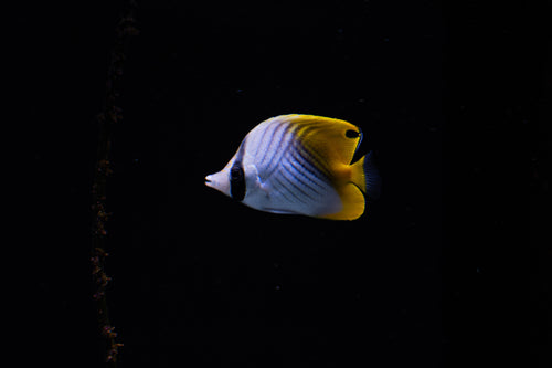 Auriga Butterfly