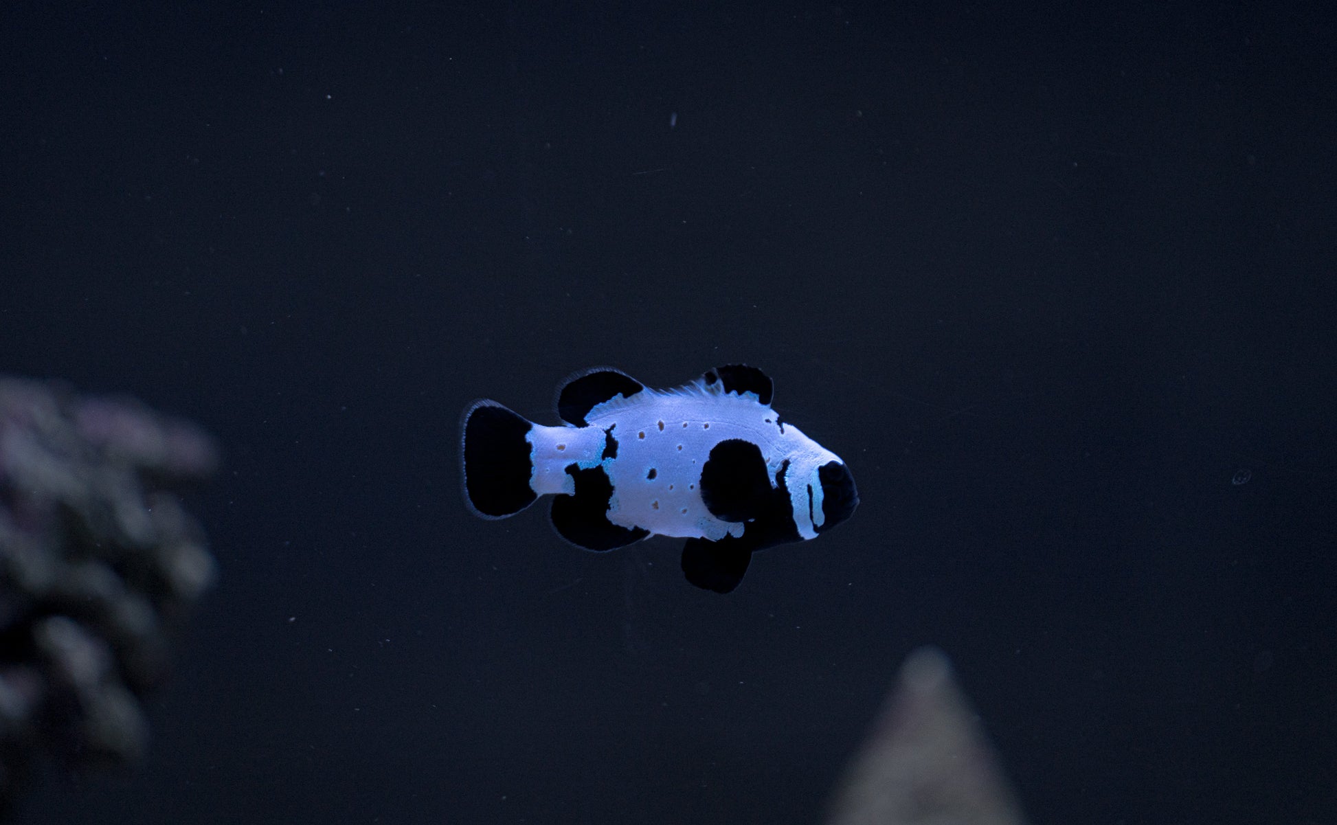 Exotic Storm Trooper GRADE A clownfish