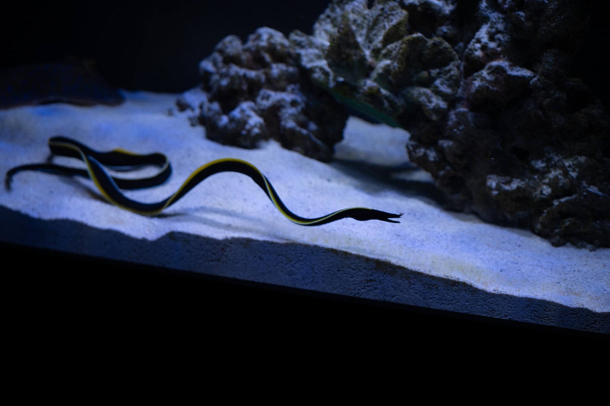 Black Ribbon Eel
