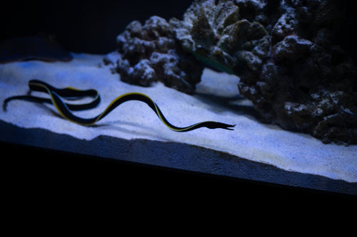 Black Ribbon Eel