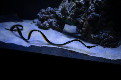 Black Ribbon Eel