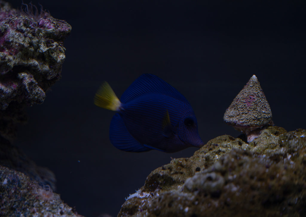 Purple Tang