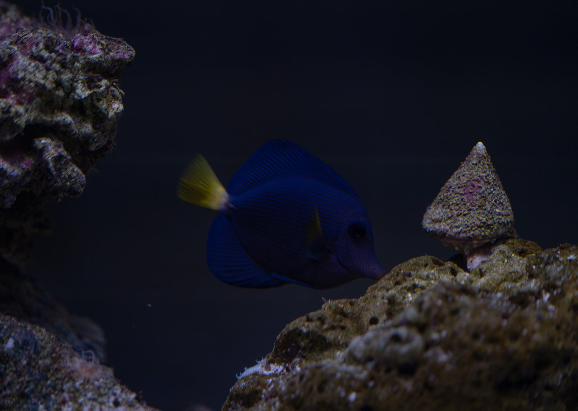 Purple Tang
