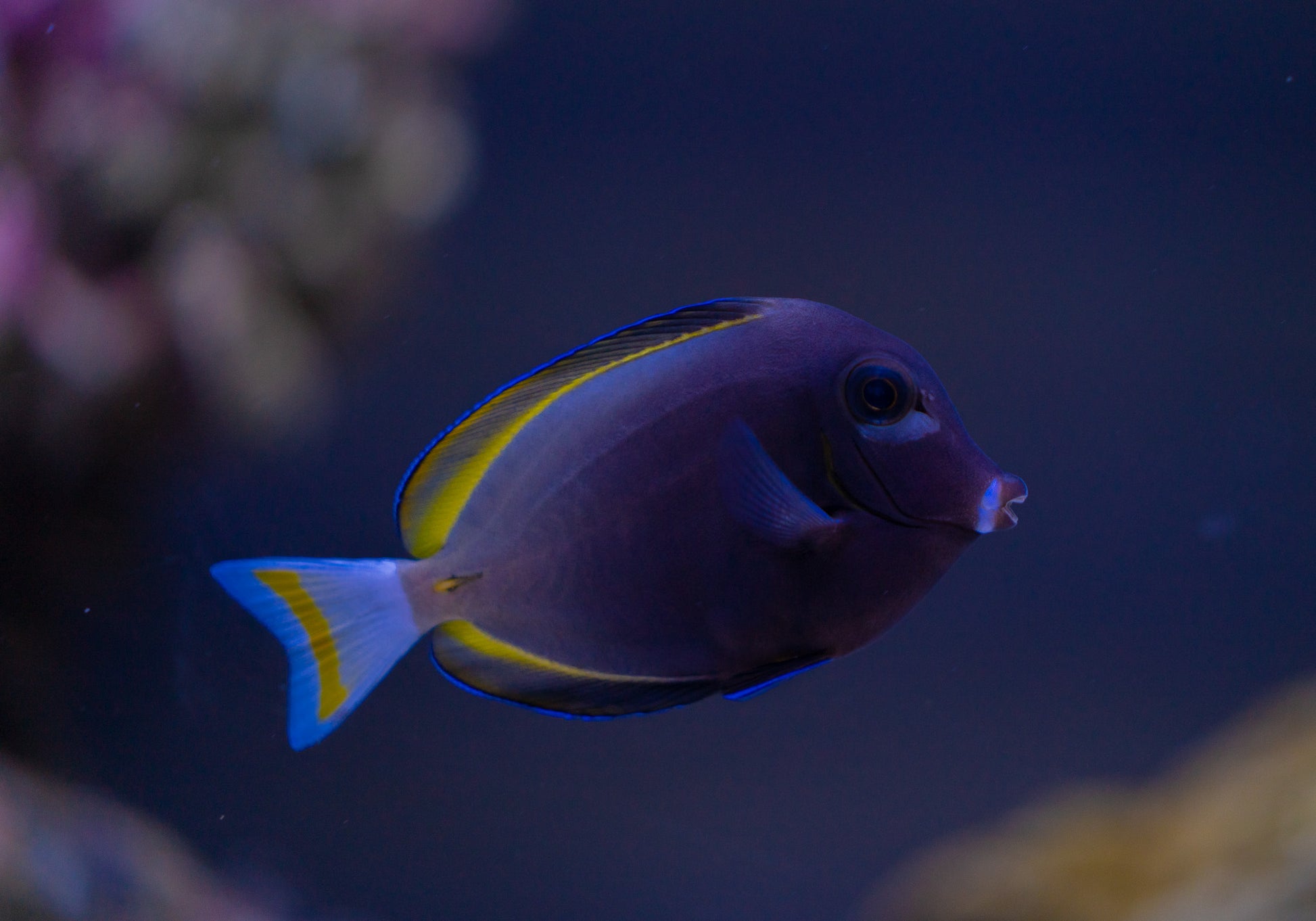 White Cheek Tang