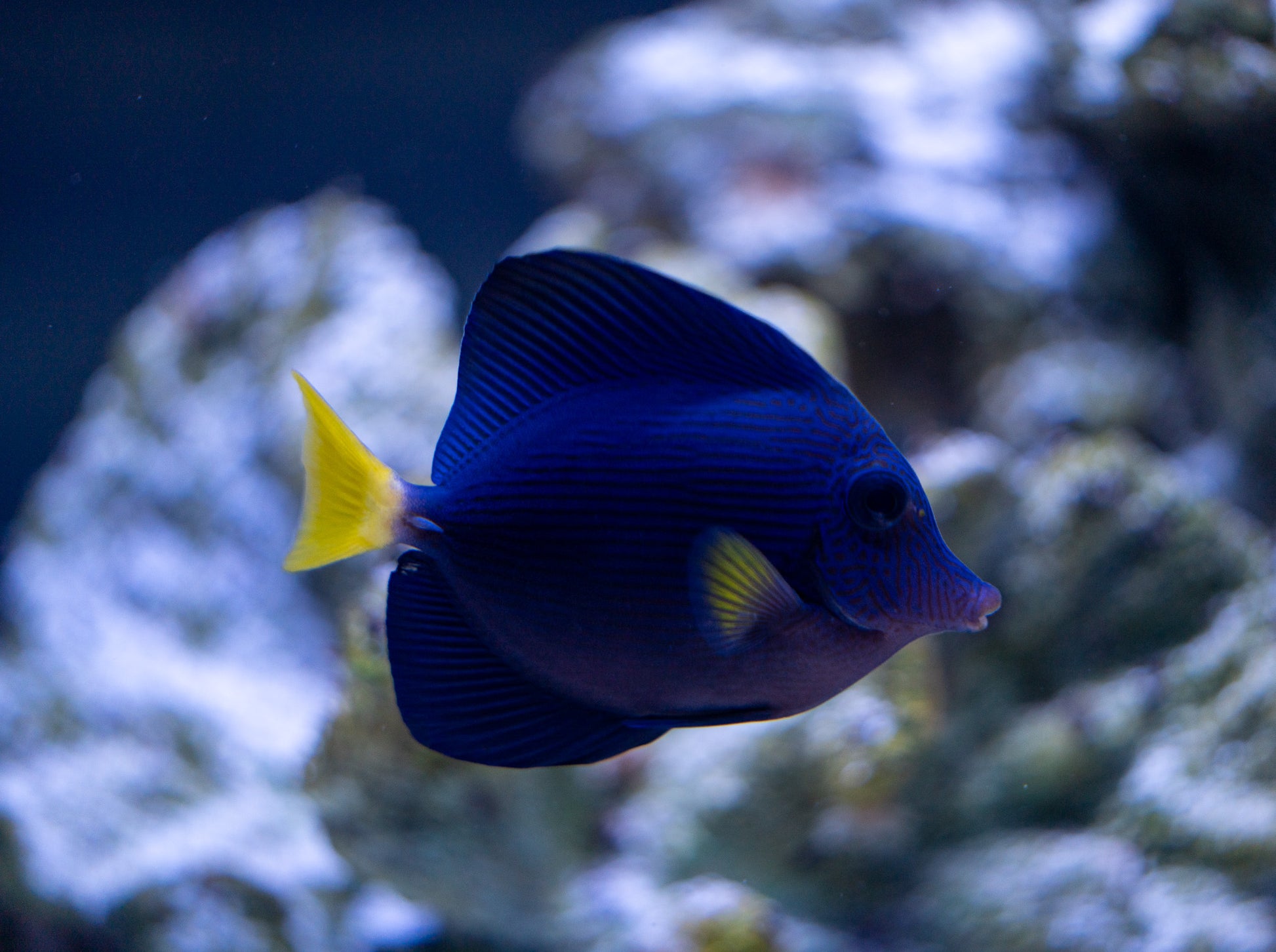 Purple Tang