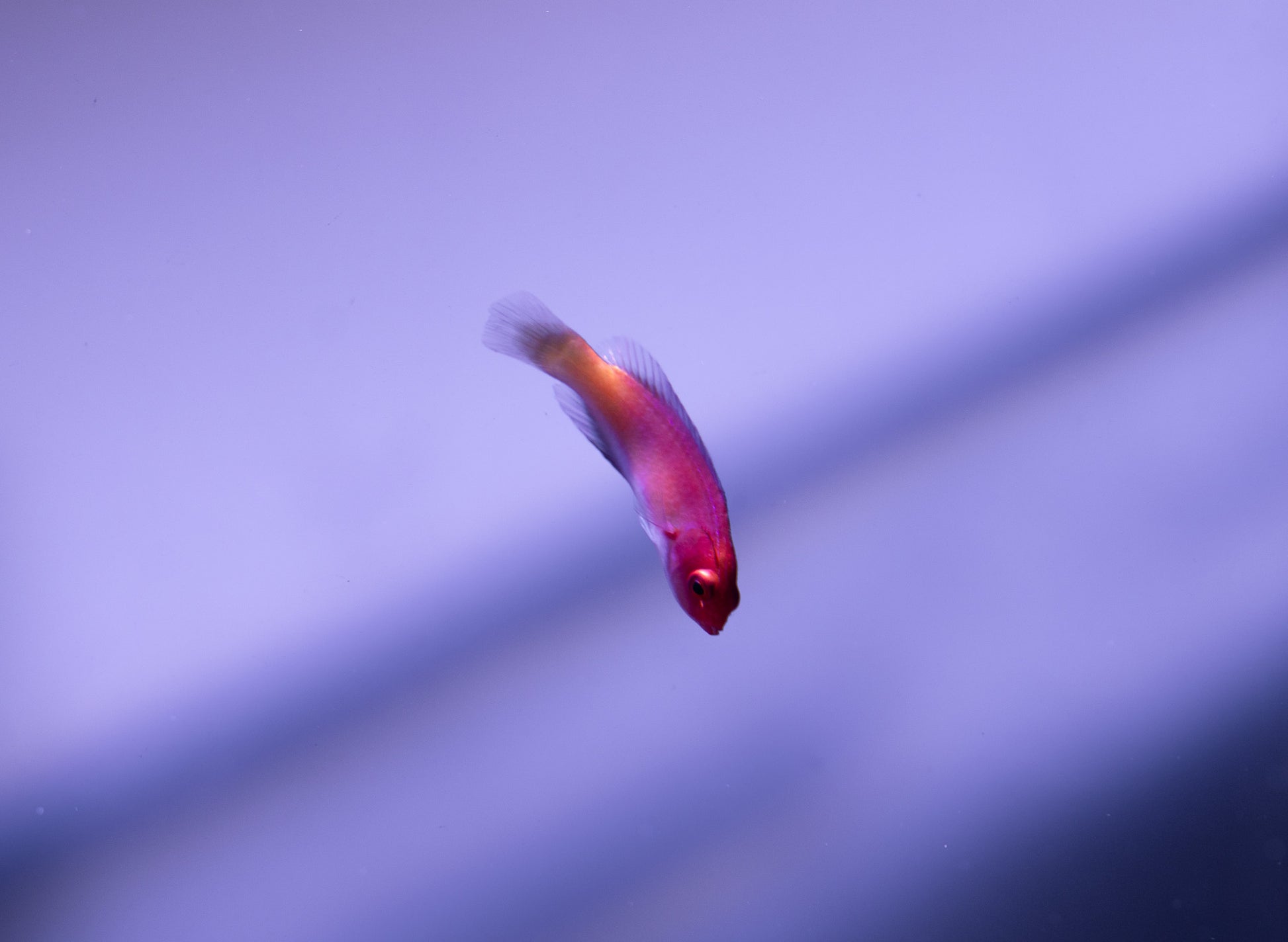 Magma Fairy Wrasse