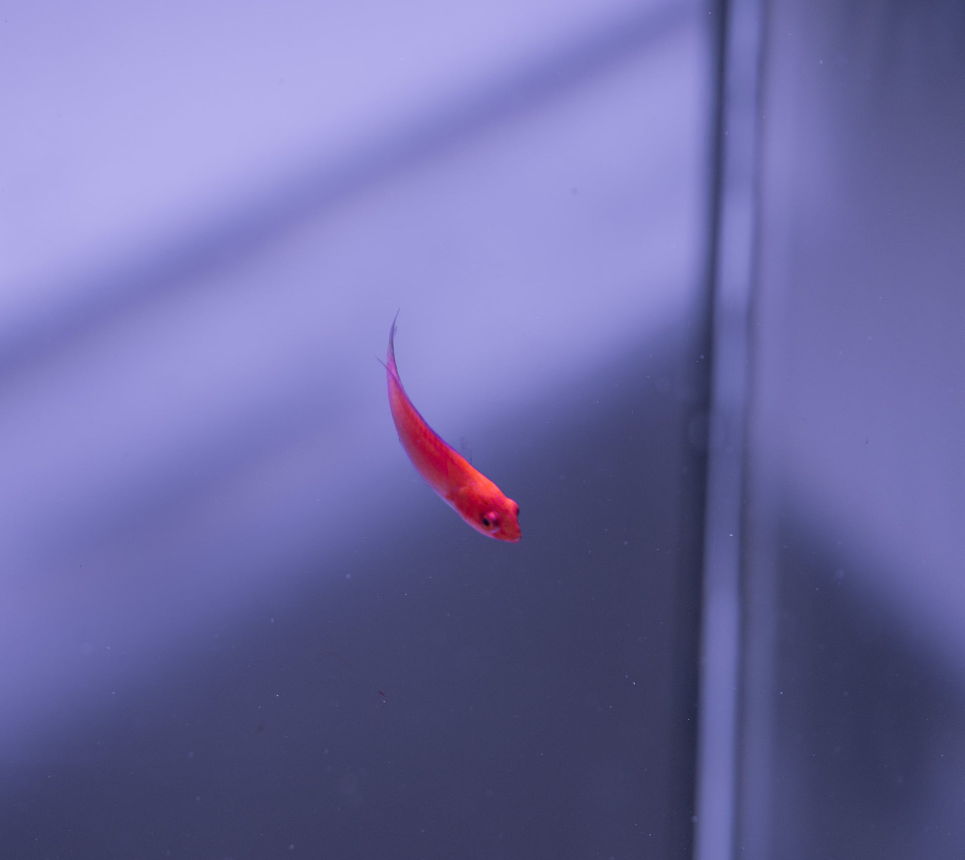 Magma Fairy Wrasse