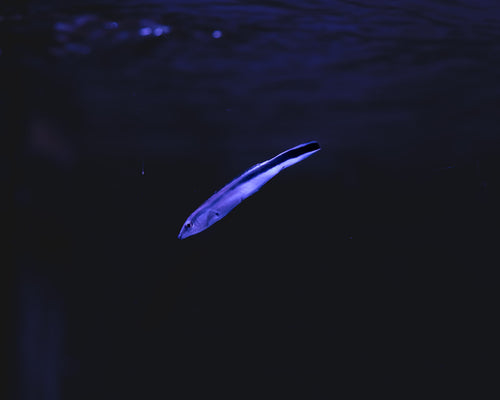 Cleaner Wrasse