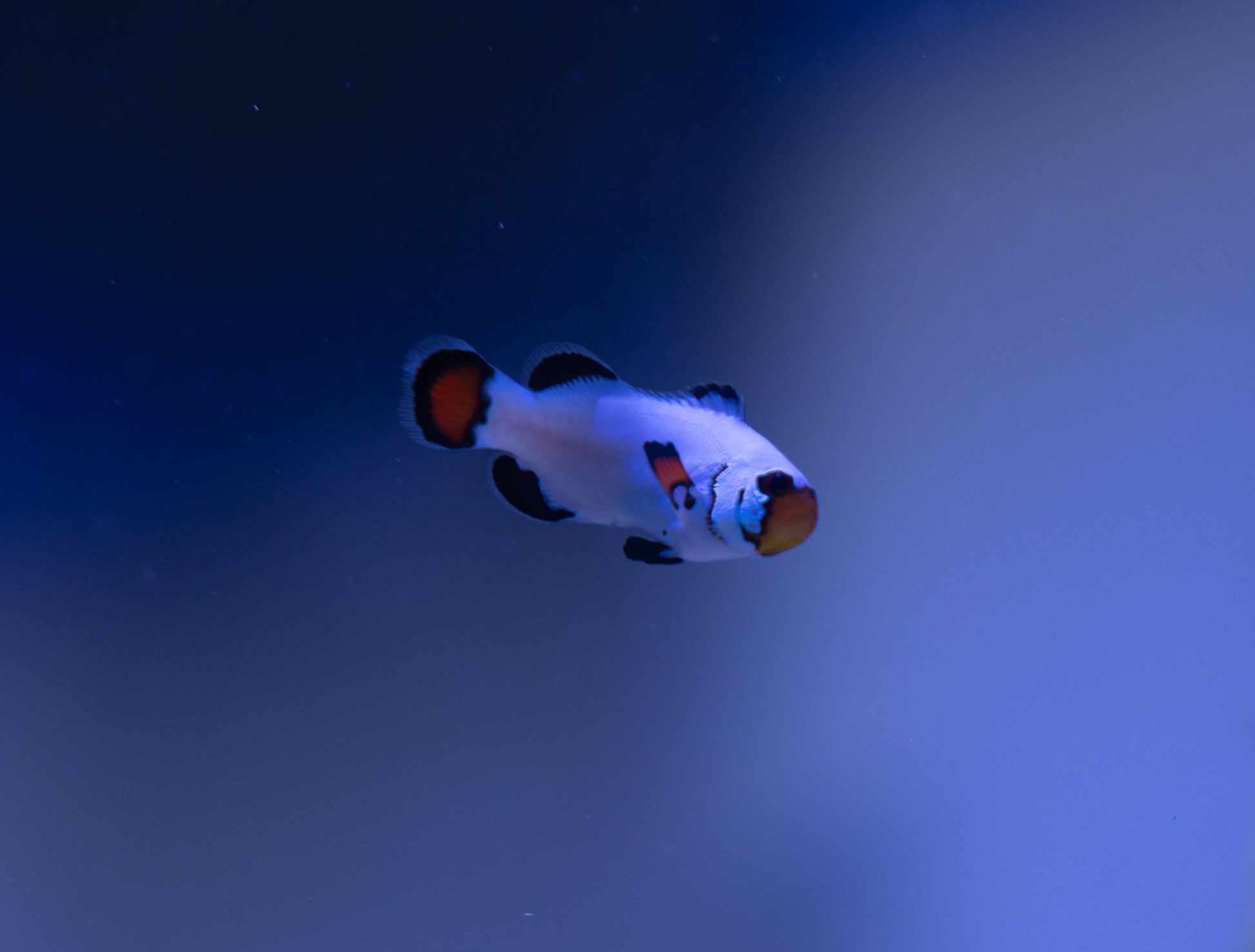 Snowflake Clown