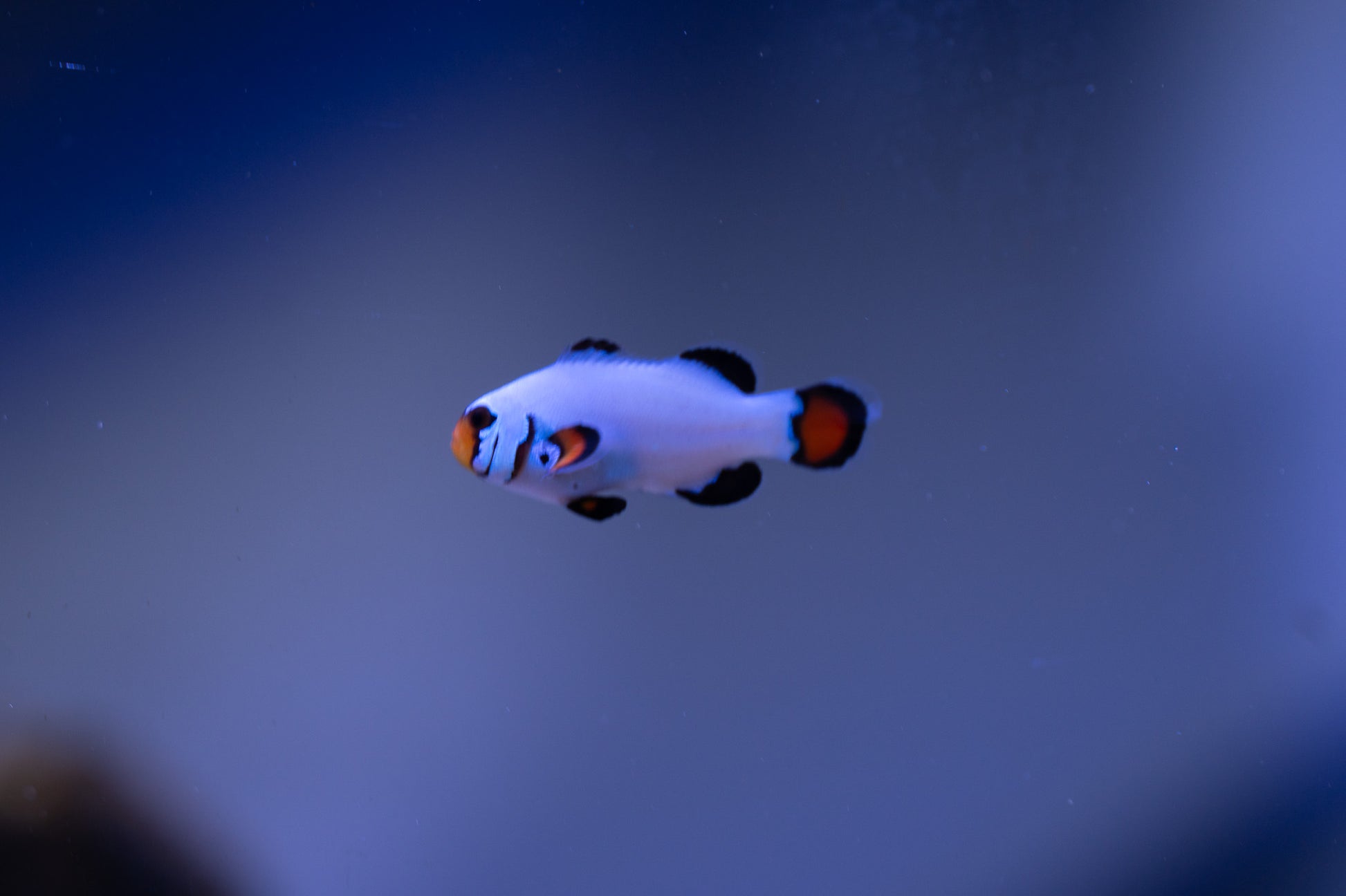Snowflake Clown
