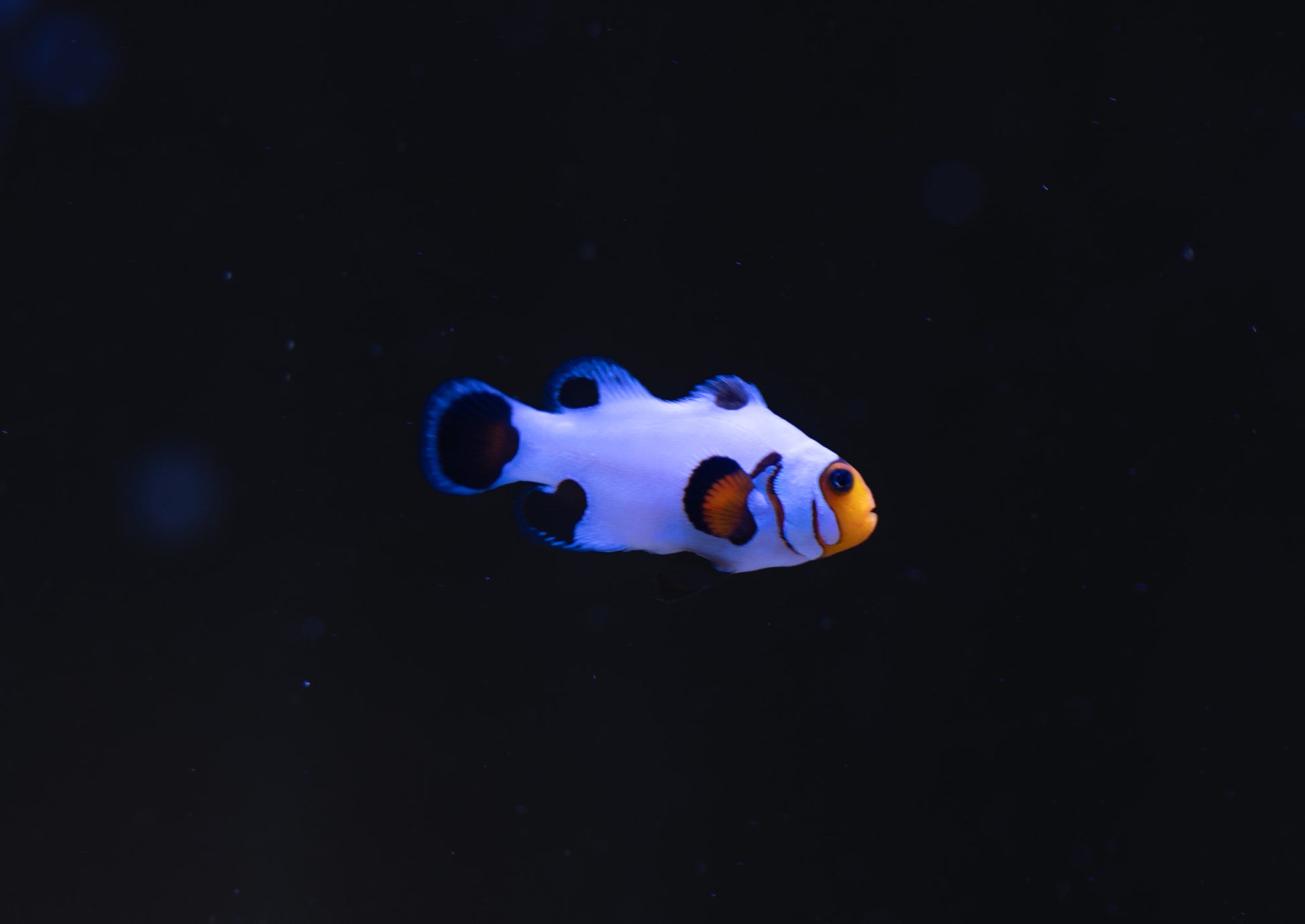 Snowflake Clown