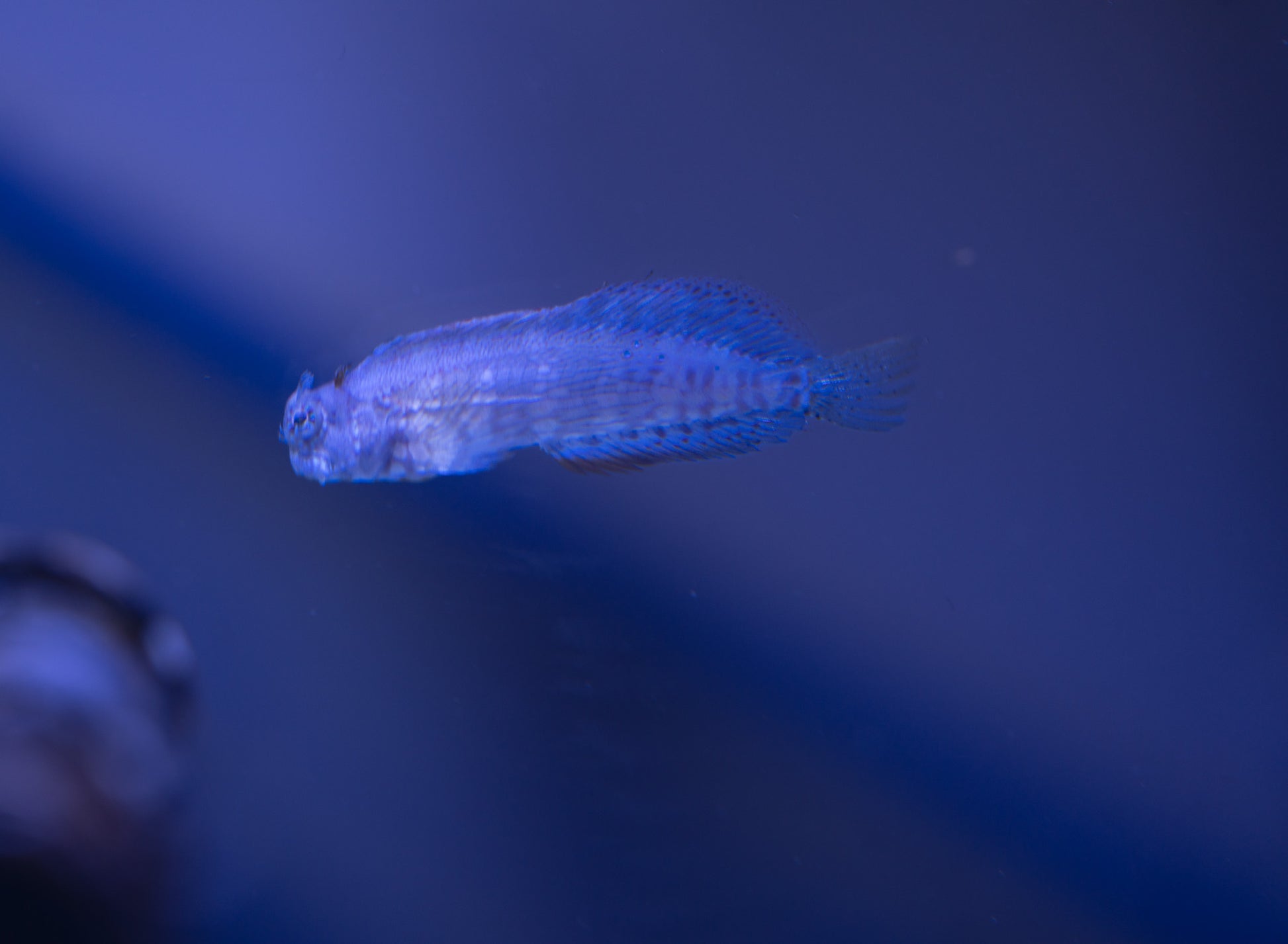 Lawnmower Blenny