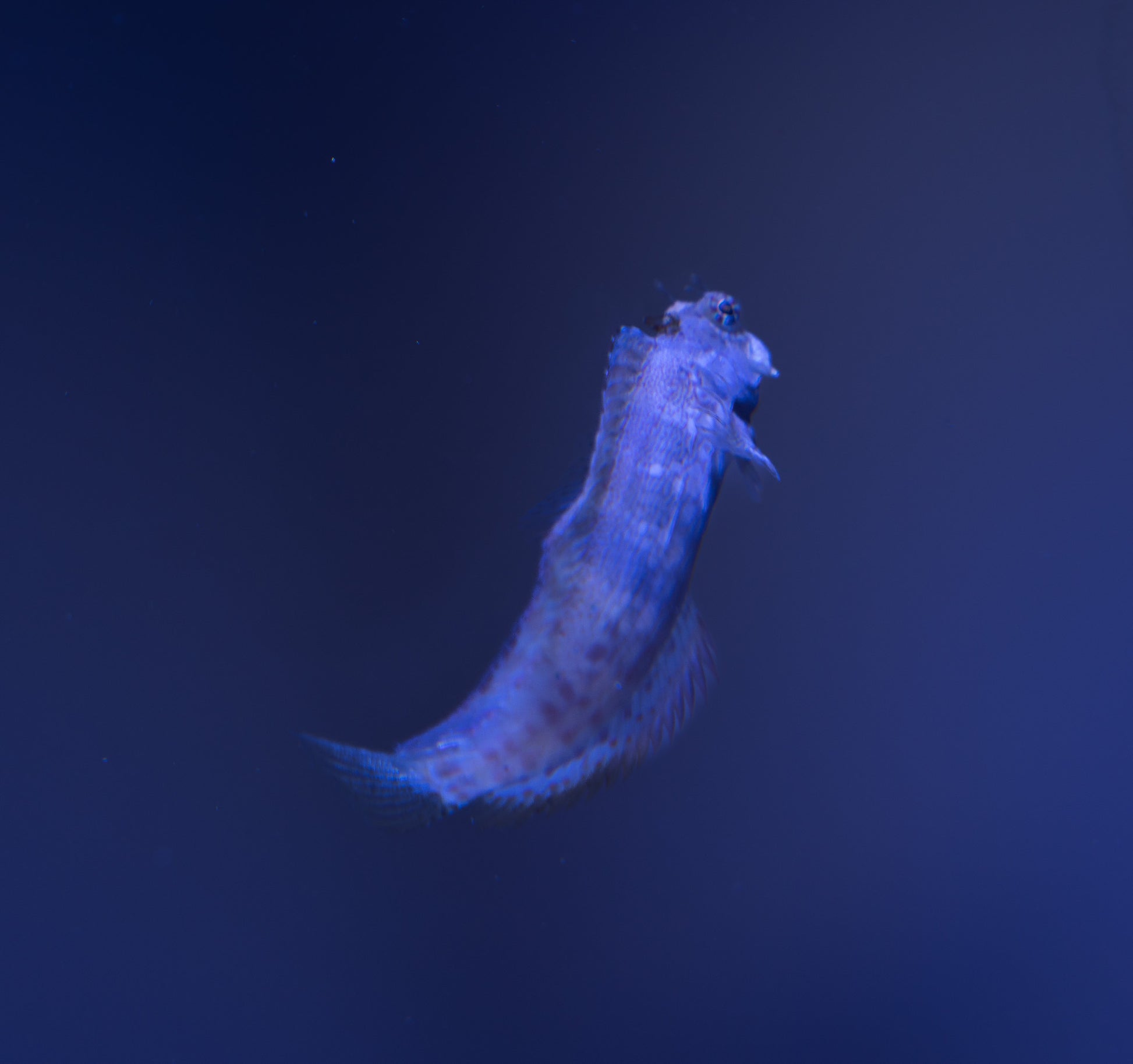 Lawnmower Blenny