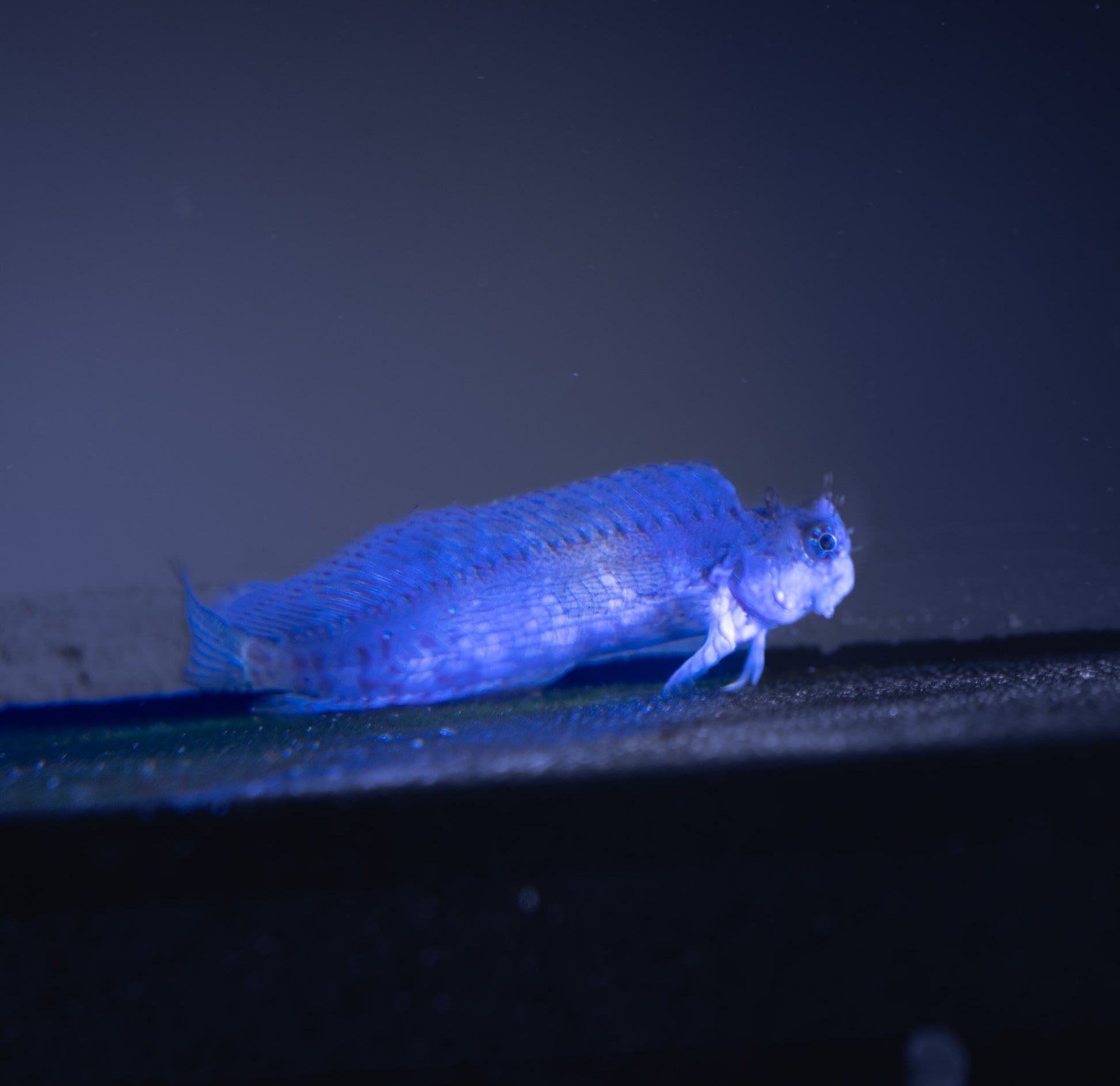 Lawnmower Blenny