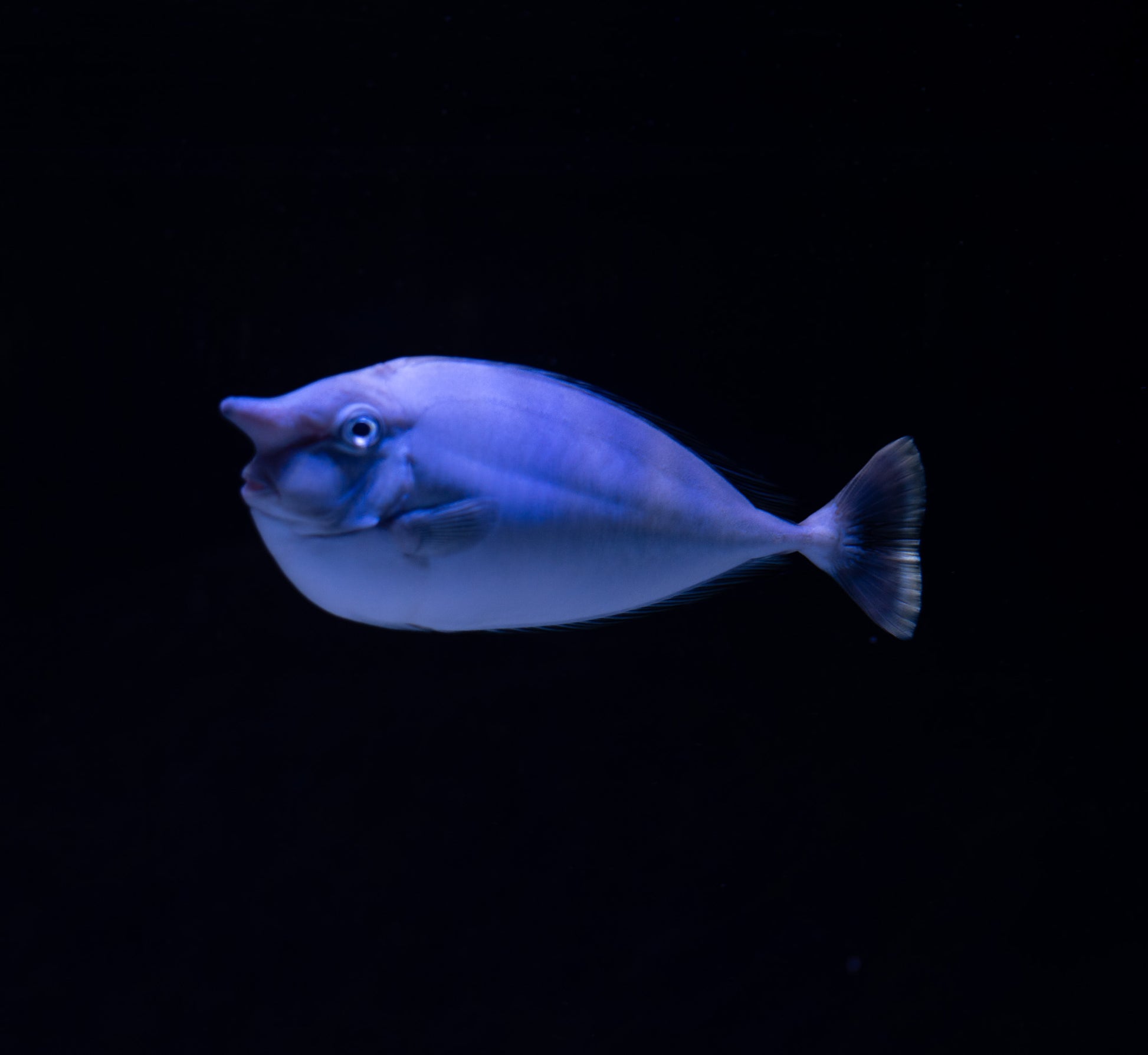 Unicorn Tang