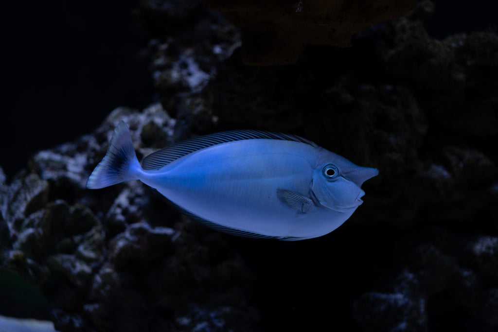 Unicorn Tang
