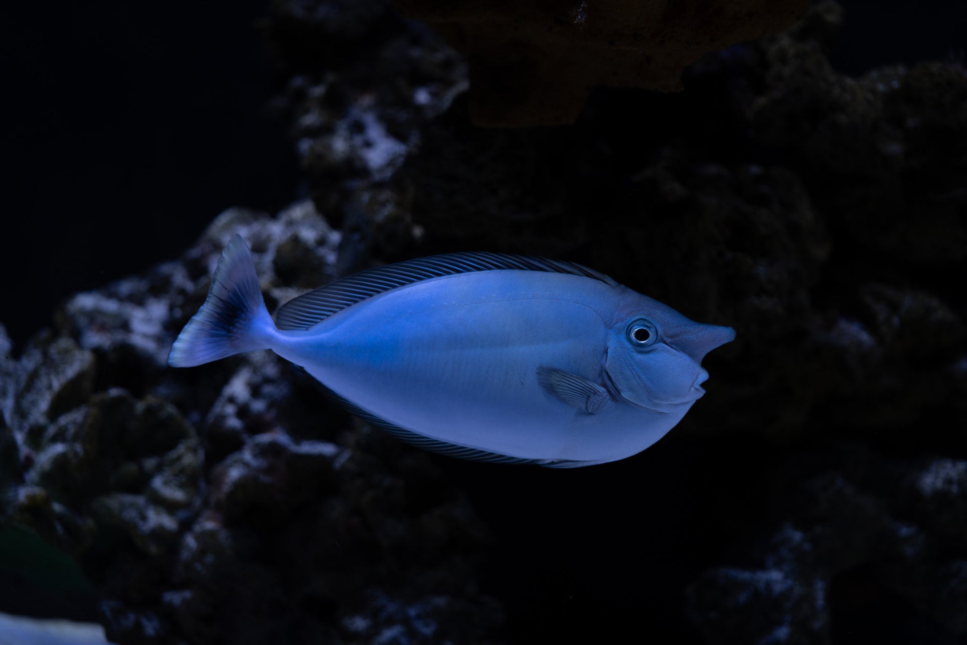 Unicorn Tang