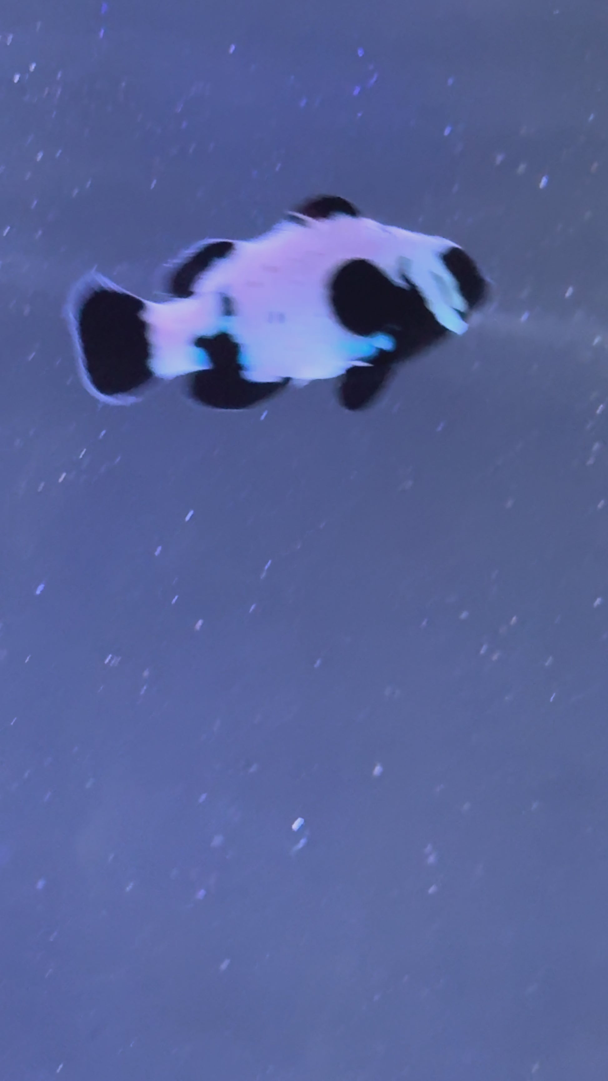 Exotic Storm Trooper GRADE A clownfish