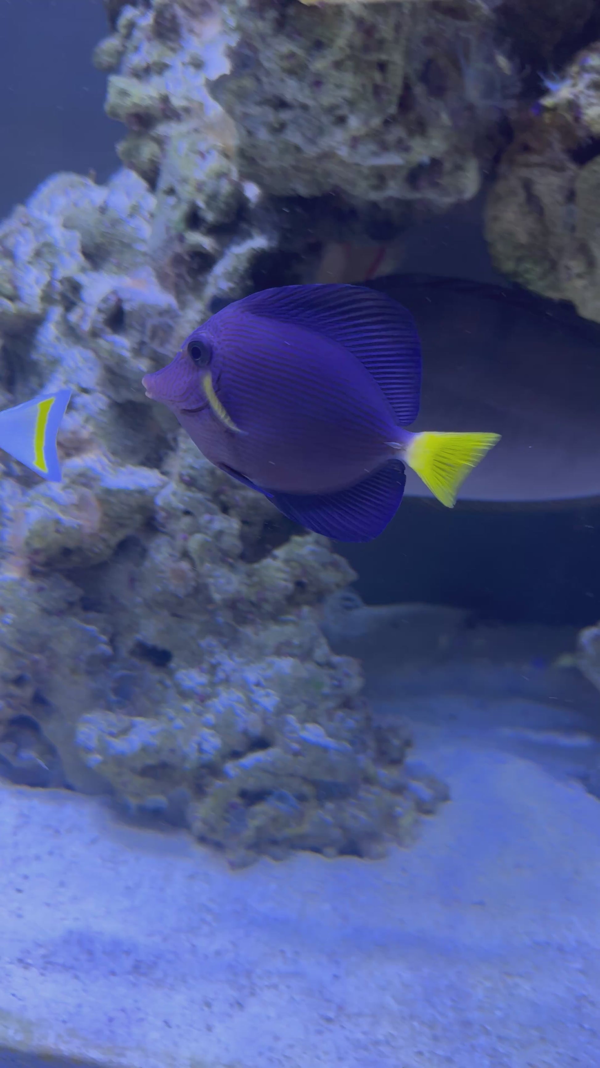 Purple Tang