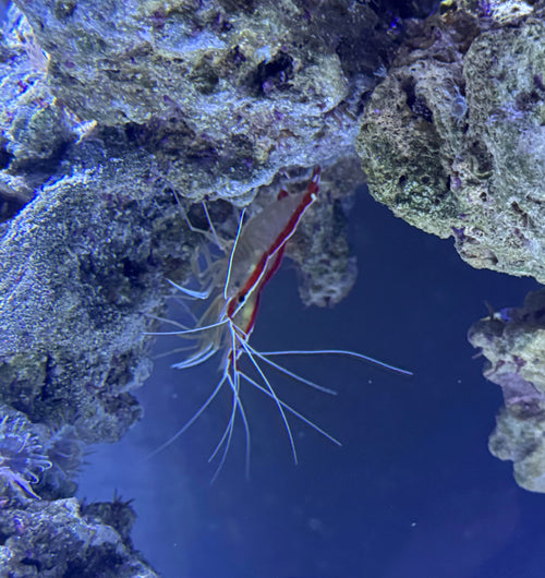 Cleaner shrimp